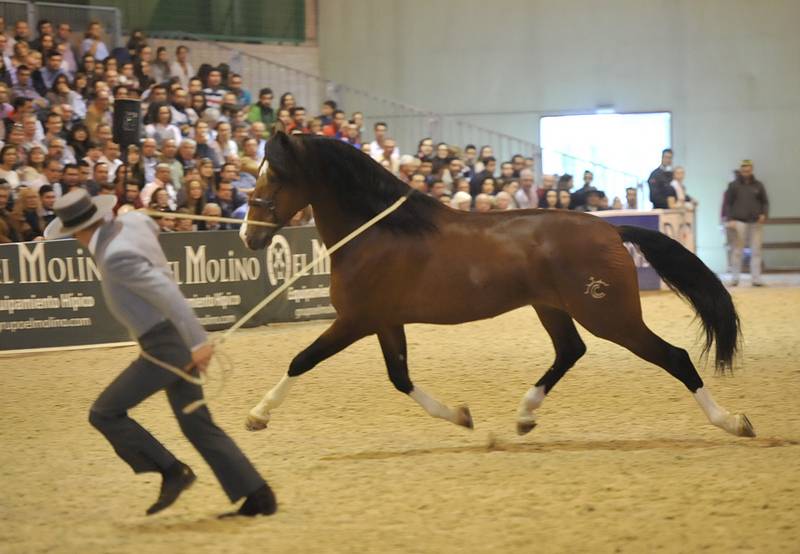 OCALZO CEN - PRE Pure Race Espagnole 2010 par JORDAN DE CENTURION