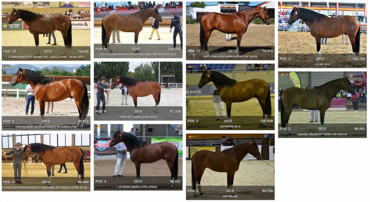 OCALZO CEN - PRE Pure Race Espagnole 2010 par JORDAN DE CENTURION