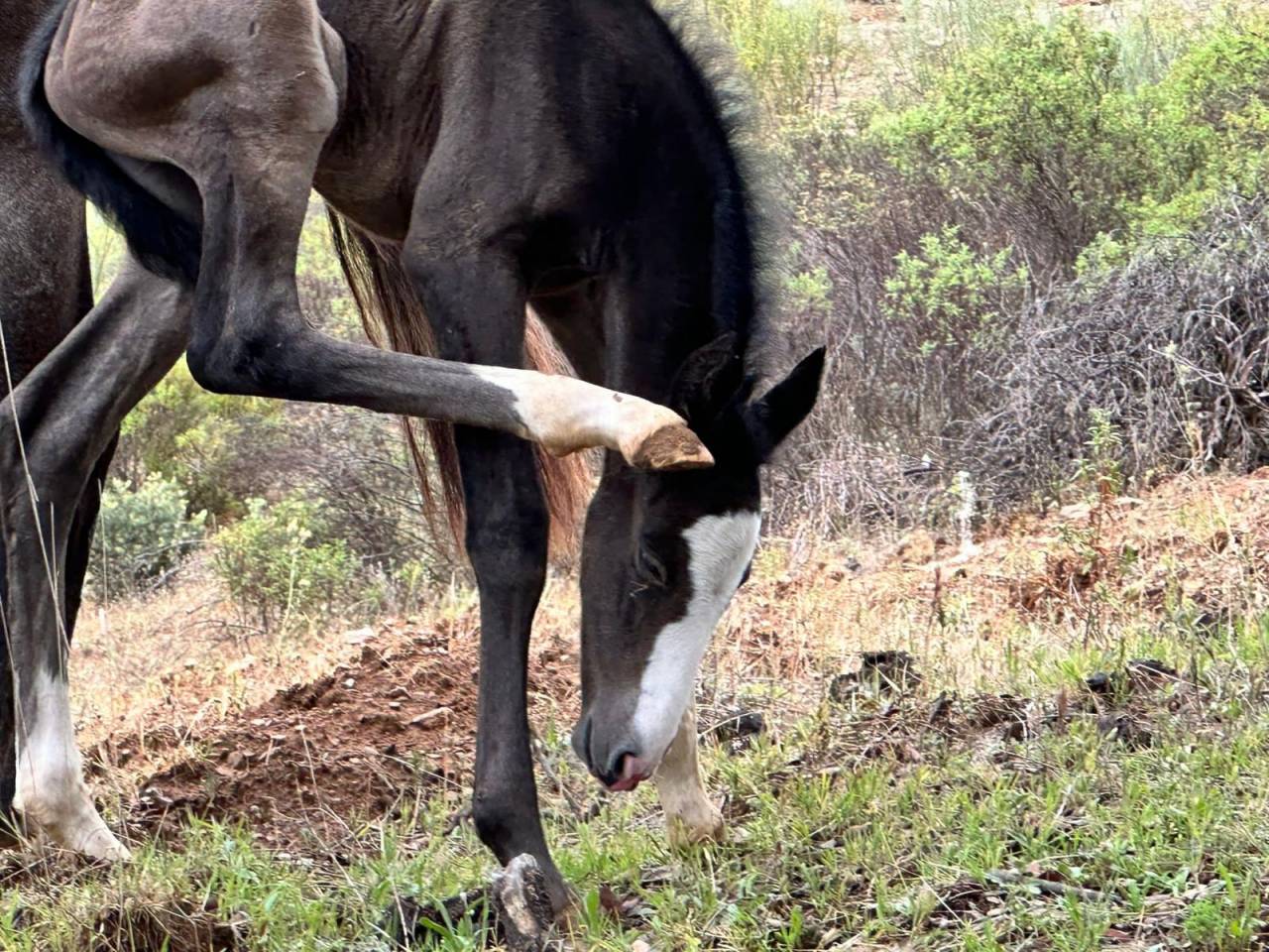 OCALZO CEN - PRE Pure Race Espagnole 2010 par JORDAN DE CENTURION
