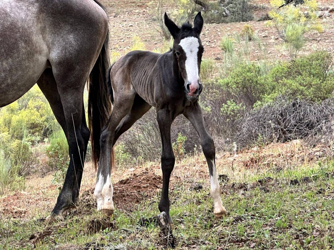 OCALZO CEN - PRE Pure Race Espagnole 2010 par JORDAN DE CENTURION