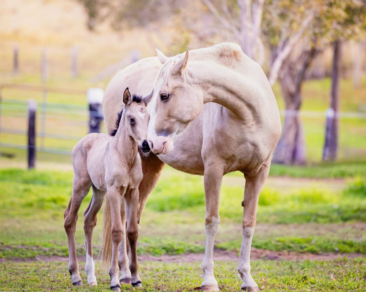 OCALZO CEN - PRE Pure Race Espagnole 2010 par JORDAN DE CENTURION