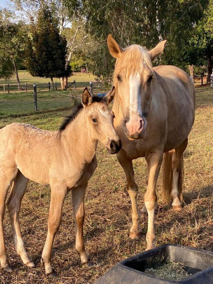 OCALZO CEN - PRE Pure Race Espagnole 2010 par JORDAN DE CENTURION