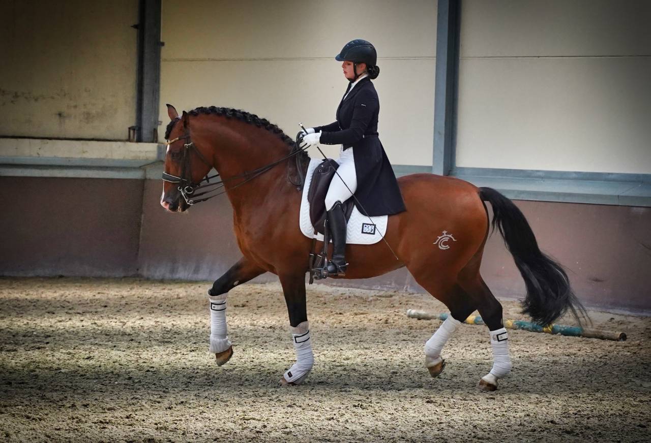 OCALZO CEN - PRE Pure Race Espagnole 2010 par JORDAN DE CENTURION