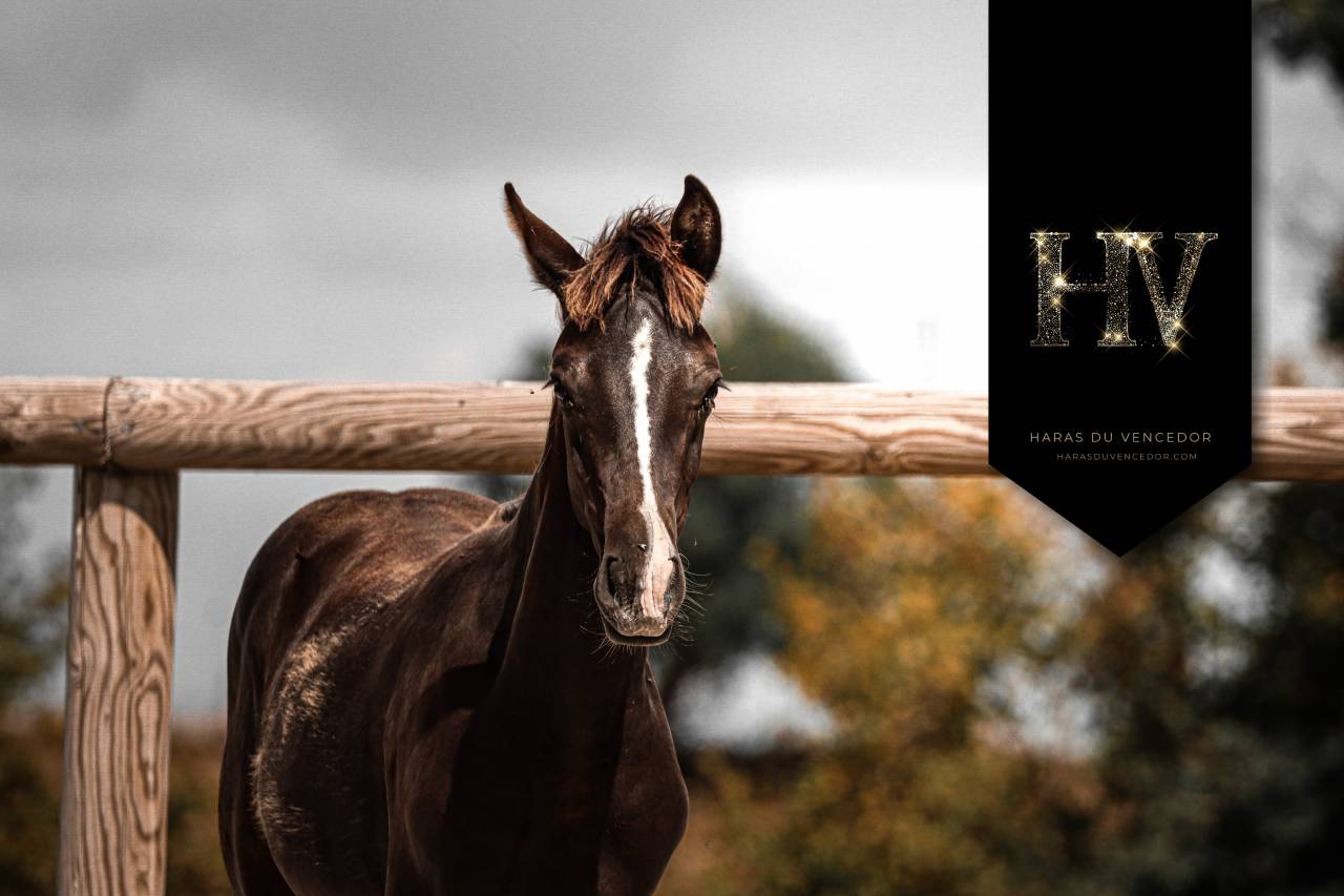 Poulain Kwpn par Quaterhit x Desperados FRH 