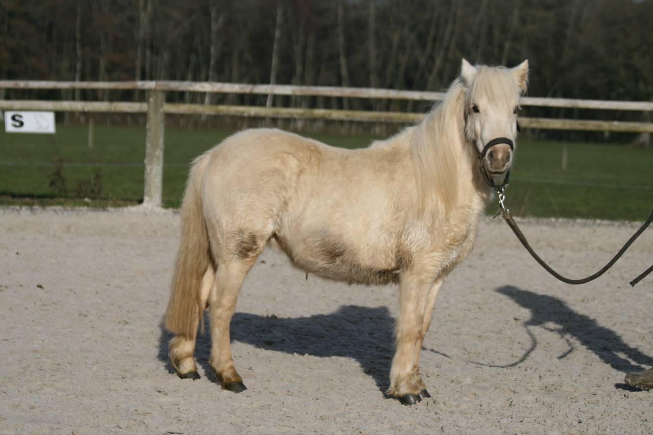 Jeune ponette Plein Papier - grande A - Palomino