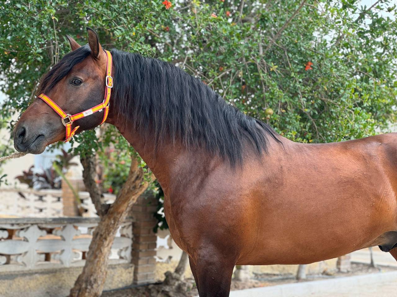 LATAM: Jeune cheval avec potentiel et super caractère