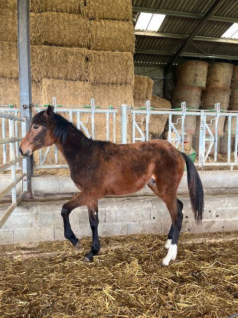 CHEVAL SELLE FRANCAIS HONGRE NE EN 2024