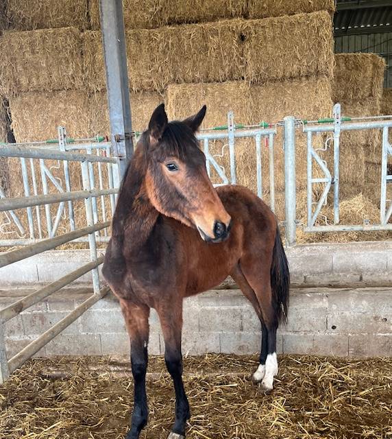 CHEVAL SELLE FRANCAIS HONGRE NE EN 2024