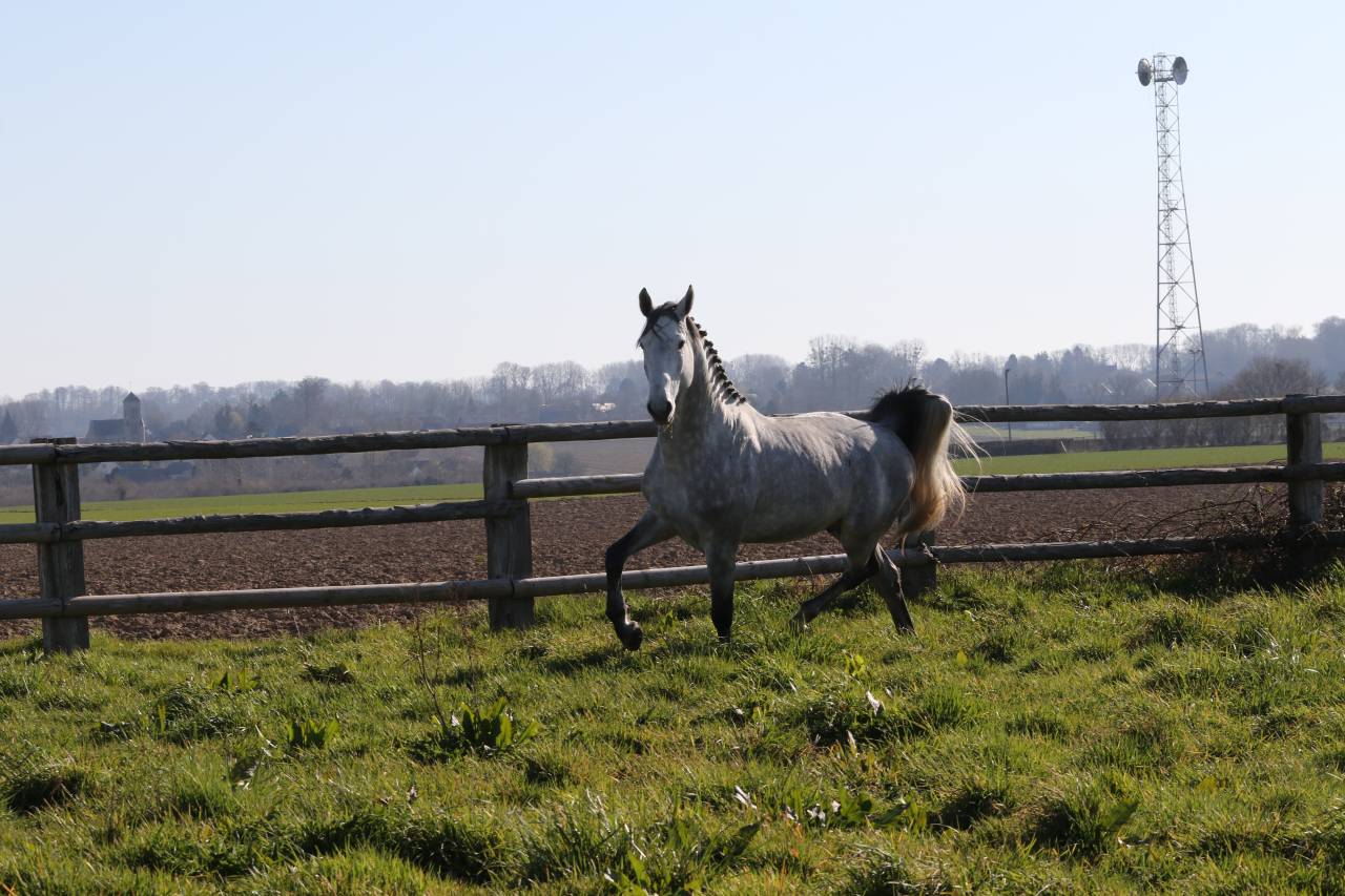 Actinium Brimbelles Z 