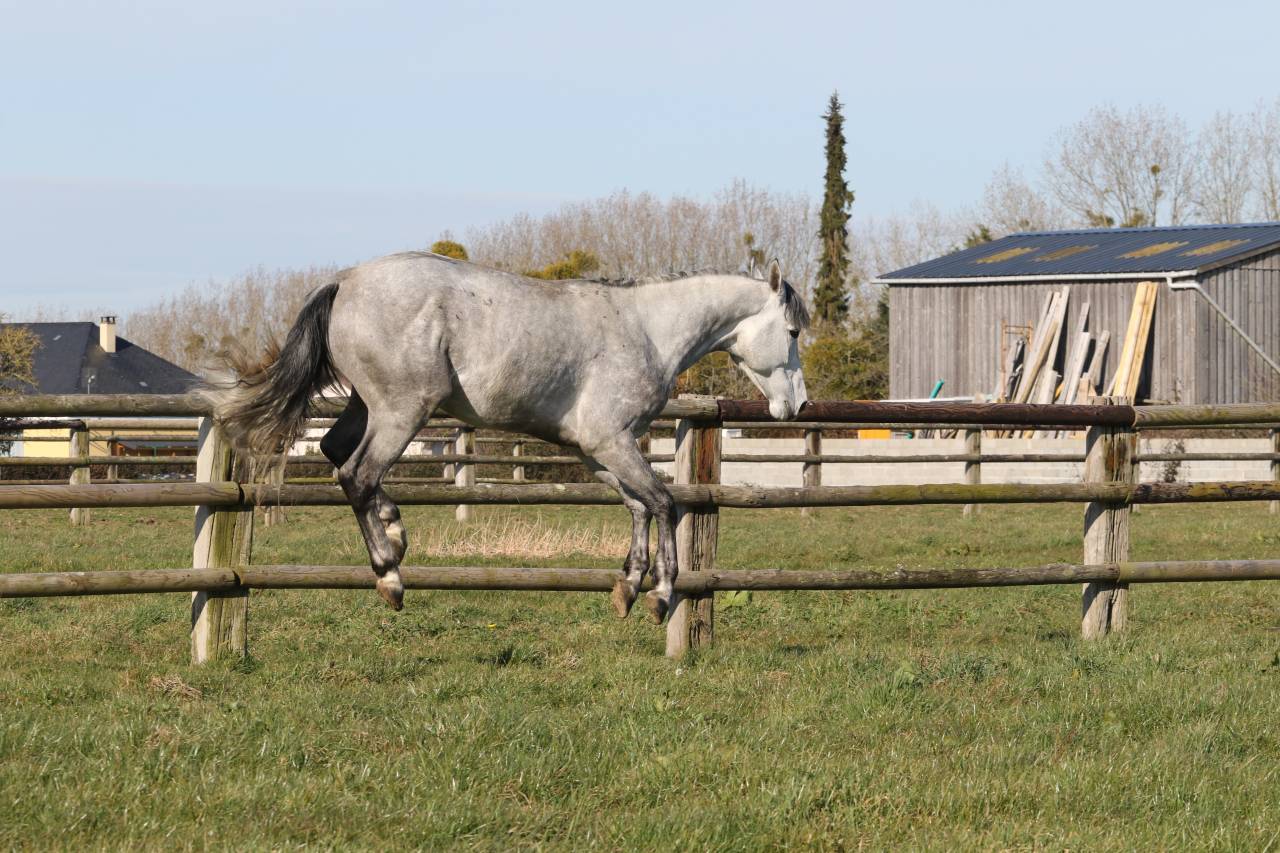 Actinium Brimbelles Z 