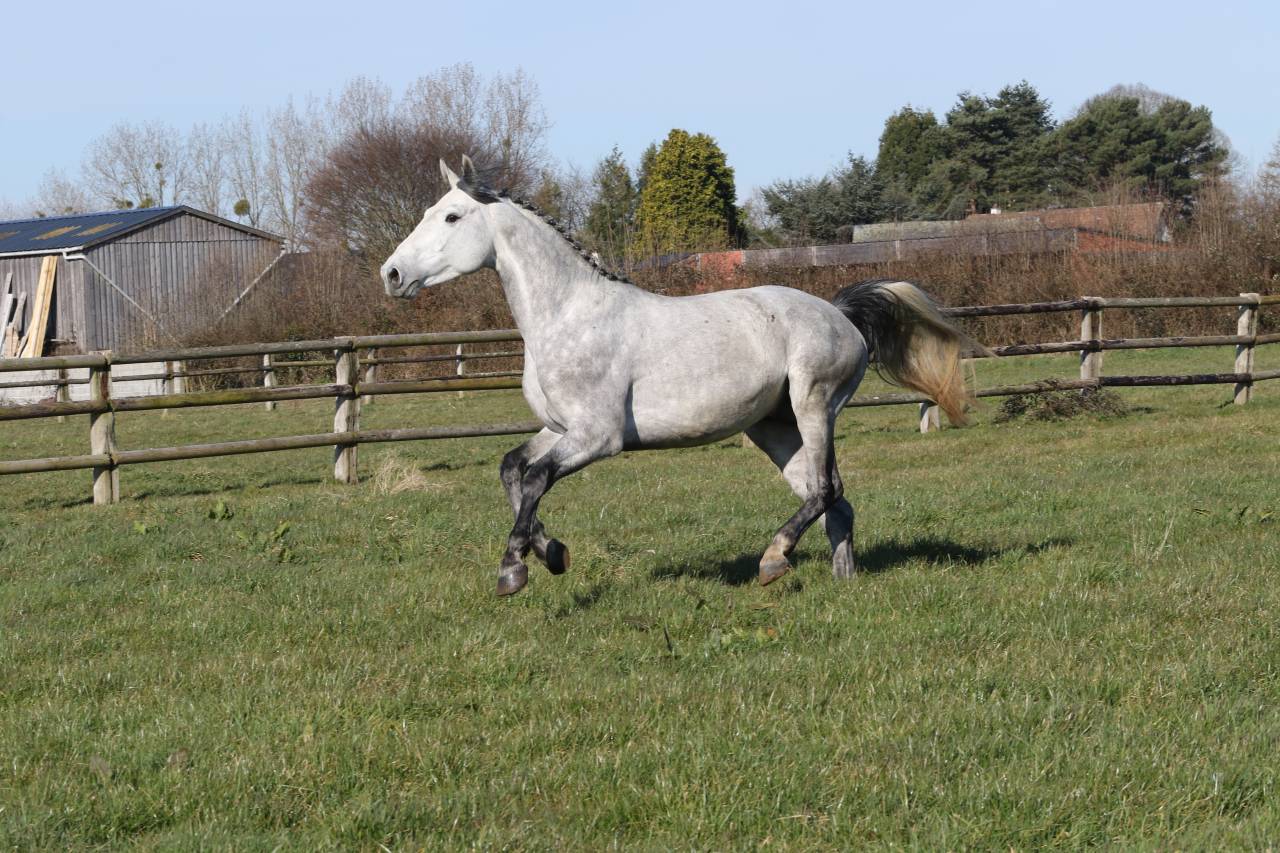 Actinium Brimbelles Z 