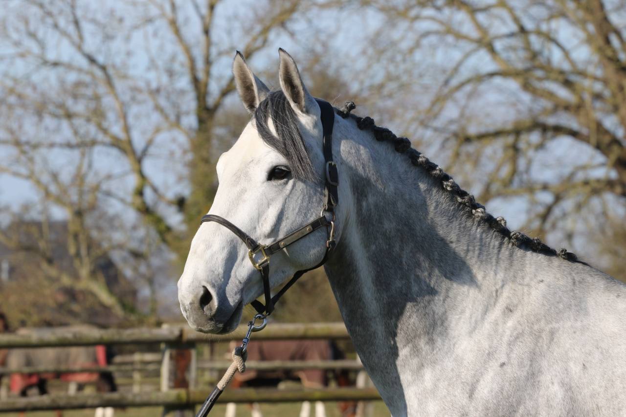 Actinium Brimbelles Z 