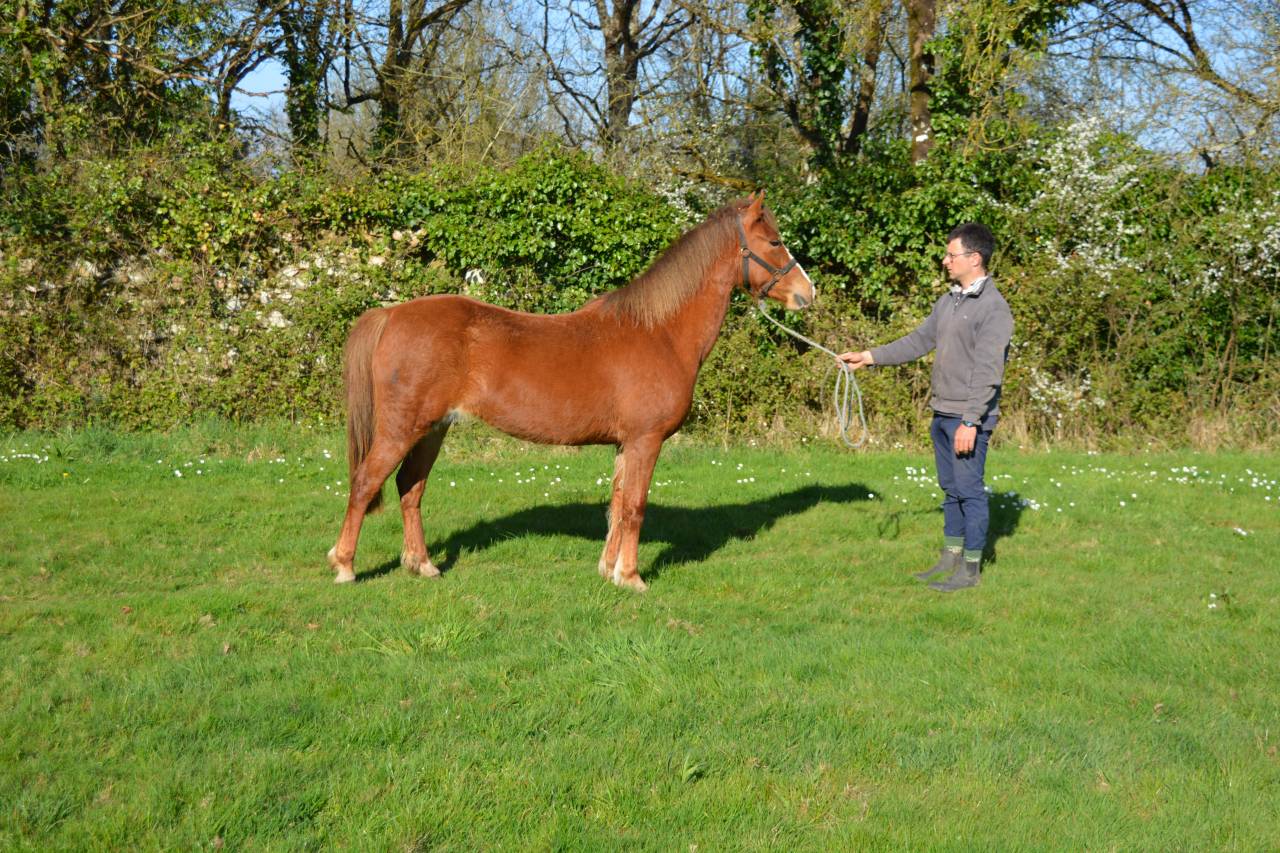 Ponette idéale pour s’amuser et progresser 