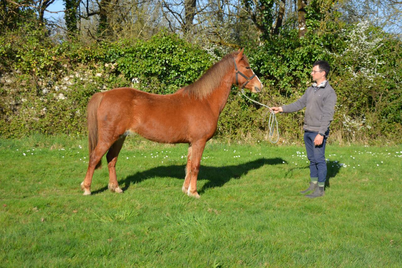 Ponette idéale pour s’amuser et progresser 