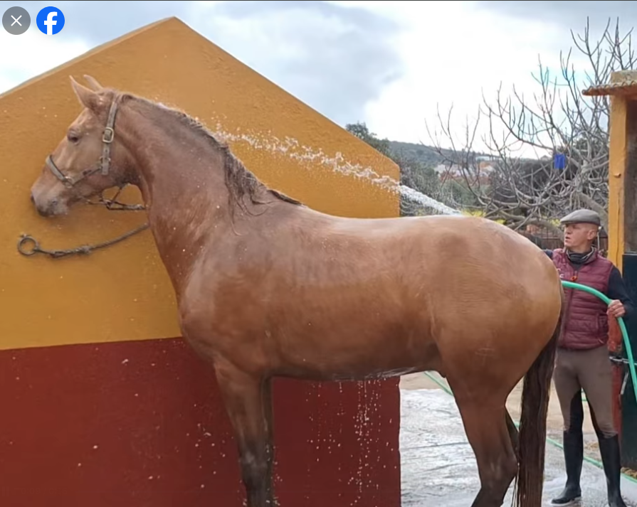 Poulain Pure Race Espagnole Crème/Pearl 