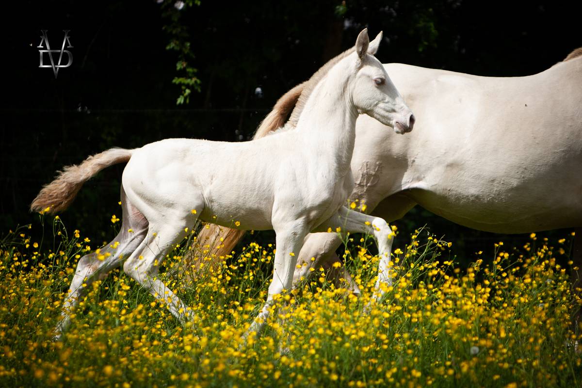 Poulain Pure Race Espagnole Crème/Pearl 