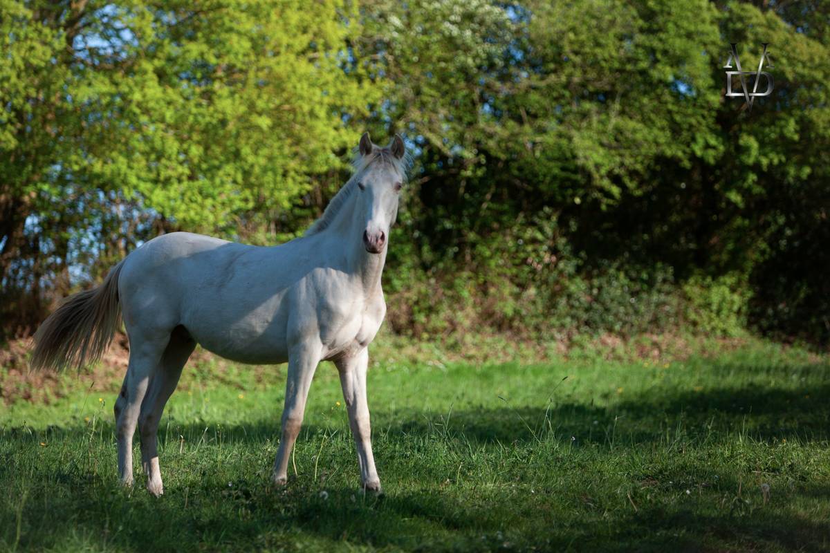 Poulain Pure Race Espagnole Cr&egrave;me/Pearl &agrave; vendre