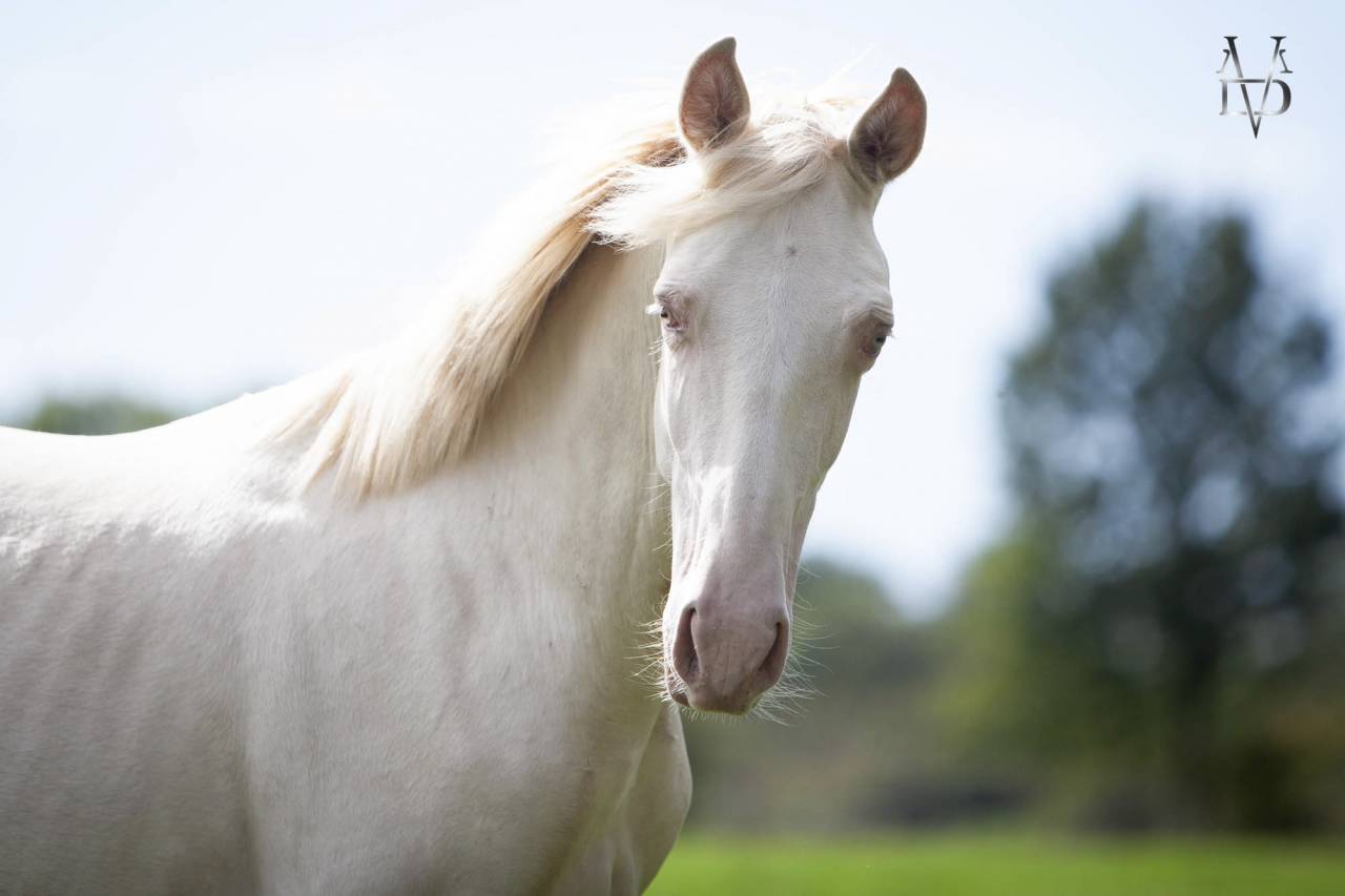 Poulain Pure Race Espagnole Cr&egrave;me/Pearl &agrave; vendre