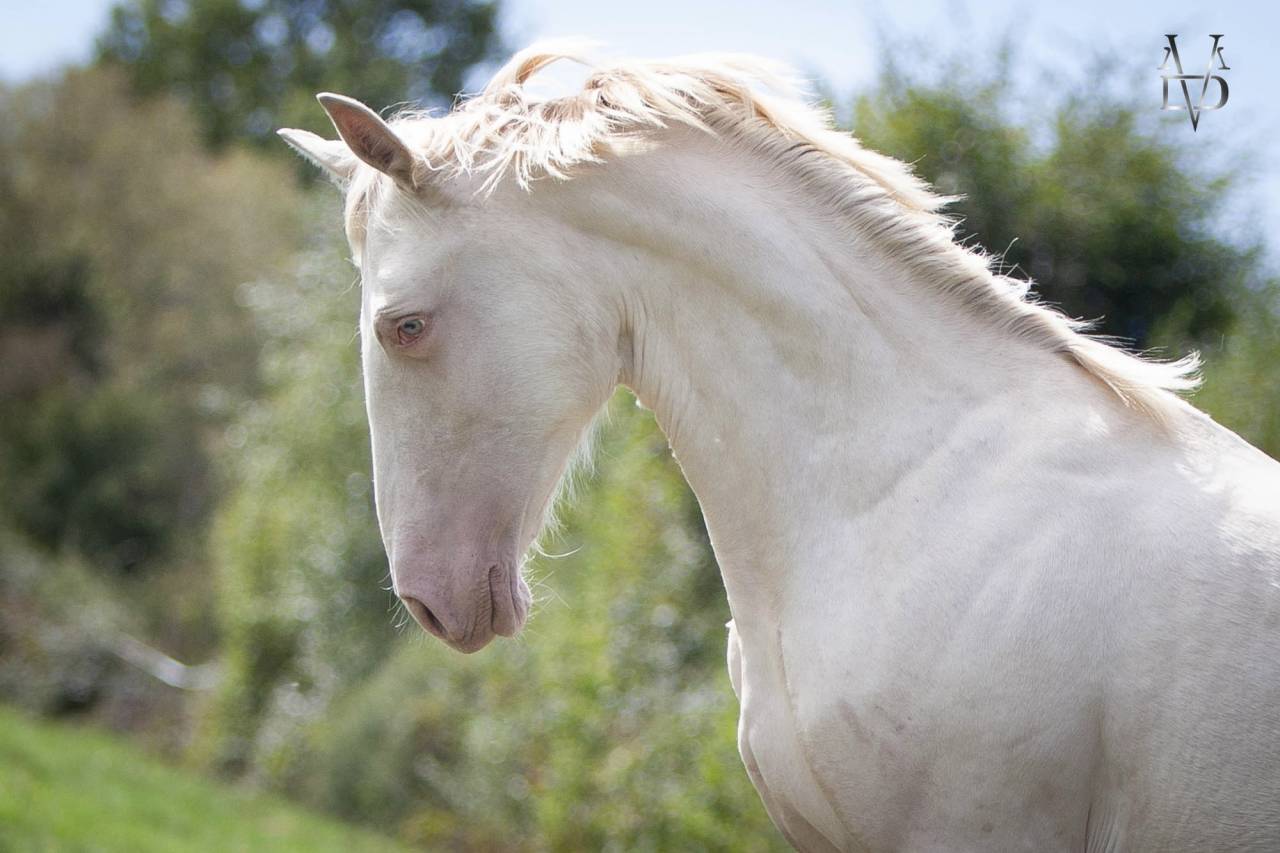 Poulain Pure Race Espagnole Cr&egrave;me/Pearl &agrave; vendre