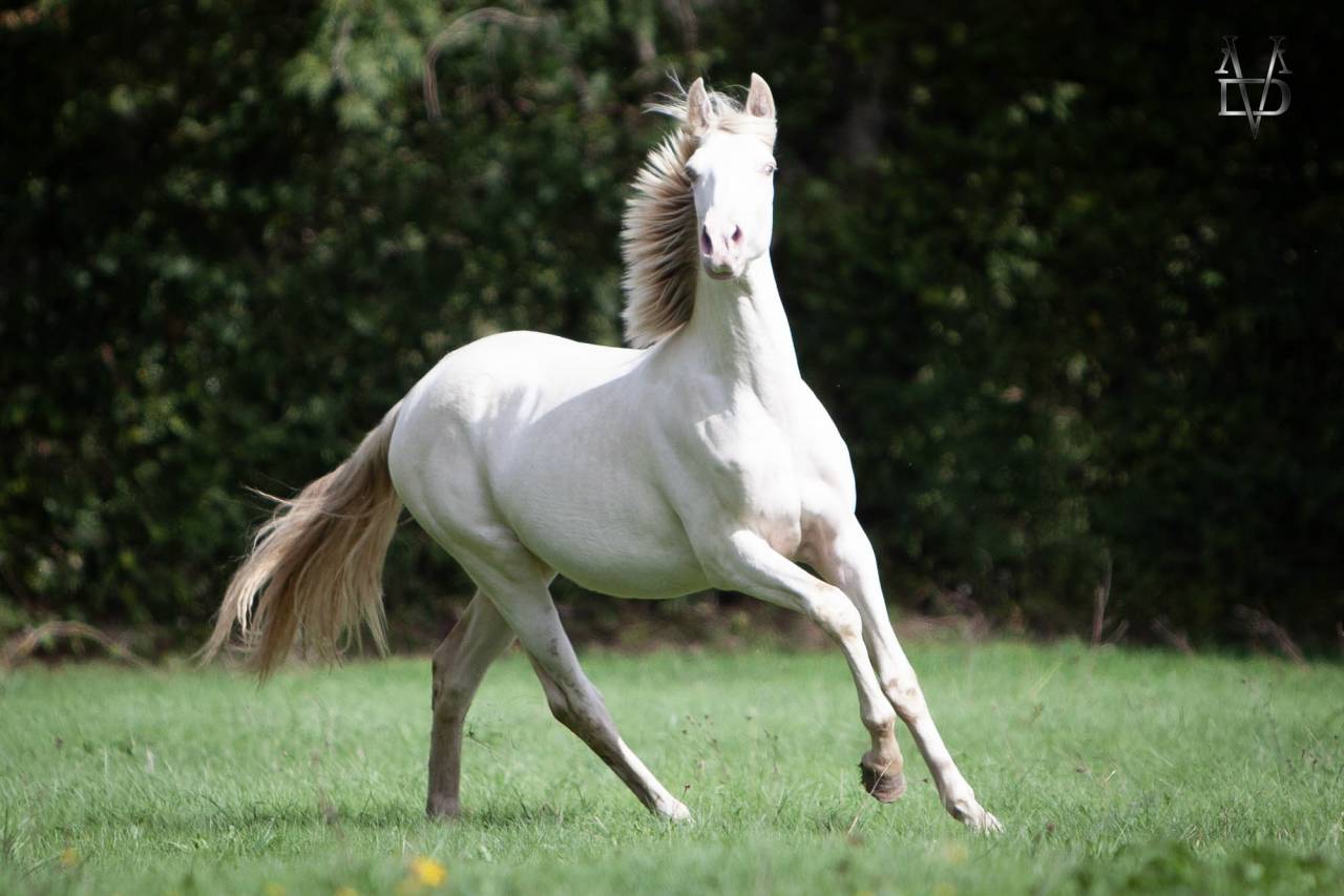 Poulain Pure Race Espagnole Cr&egrave;me/Pearl &agrave; vendre