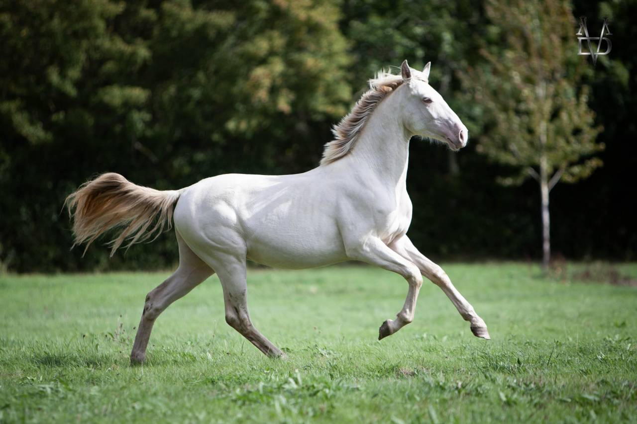 Poulain Pure Race Espagnole Cr&egrave;me/Pearl &agrave; vendre
