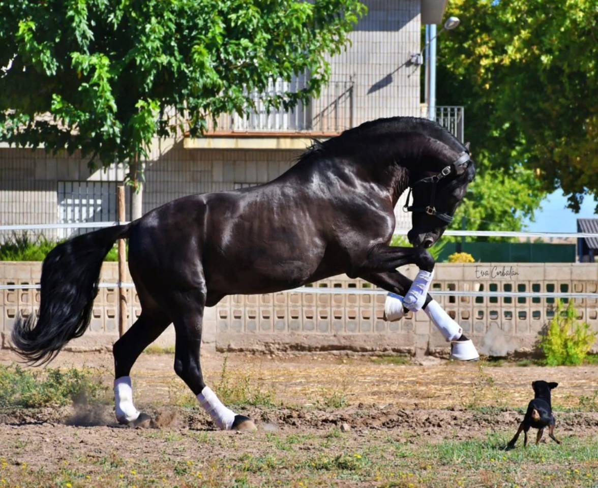 Poulain Pure Race Espagnole Noir 