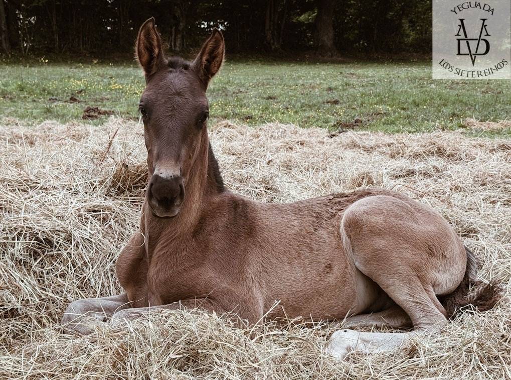 Poulain Pure Race Espagnole Noir 