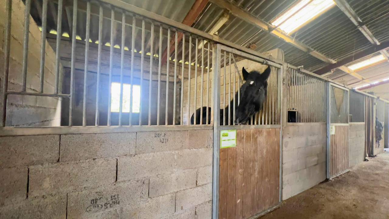 Propriété équestre de 3ha (32)