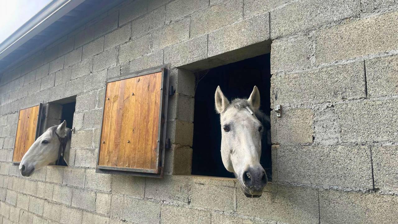 Propriété équestre de 3ha (32)