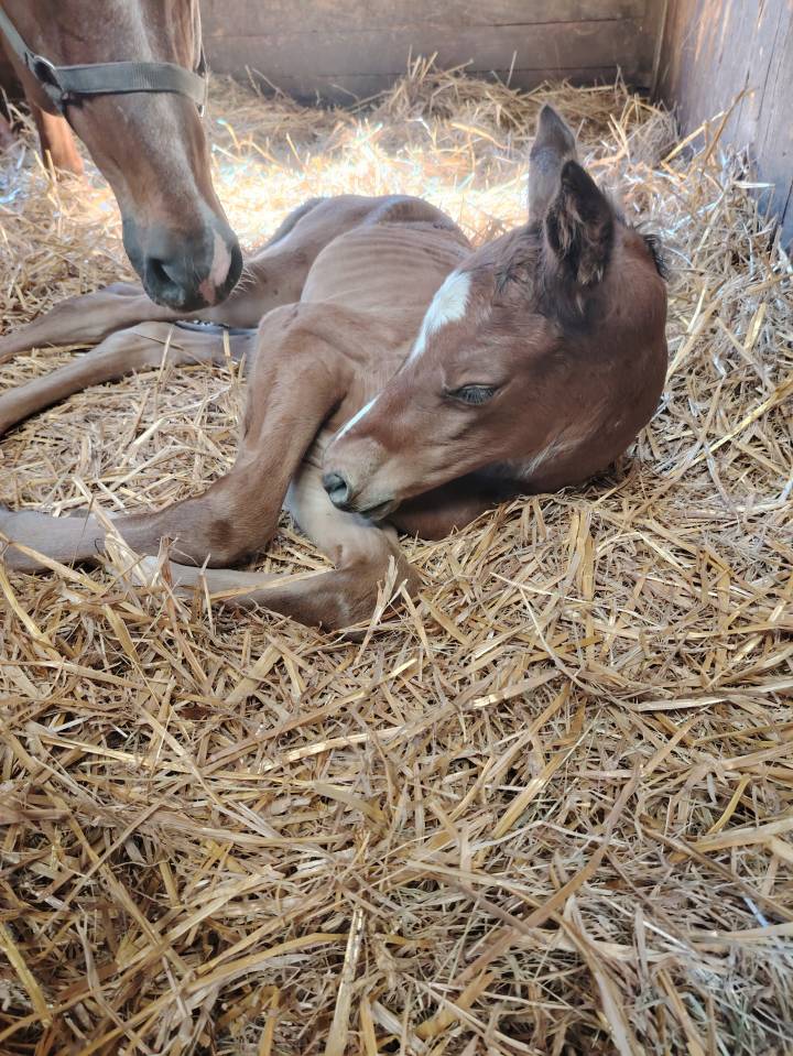 Pouliche sf très chic 