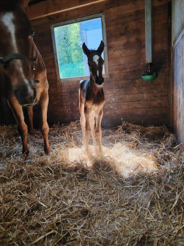Pouliche sf très chic 
