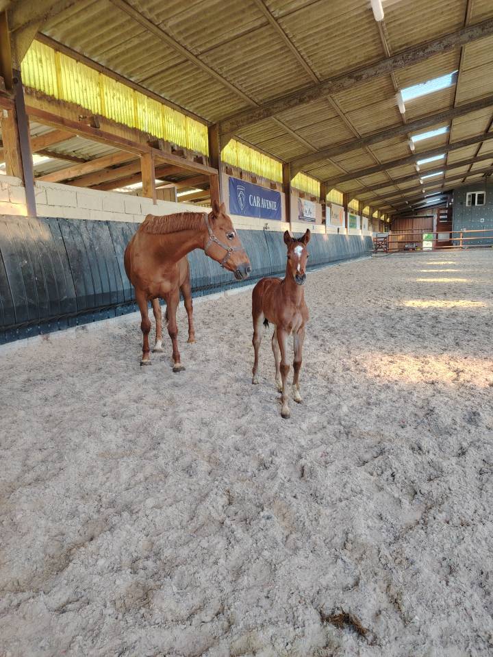 Pouliche sf très chic 