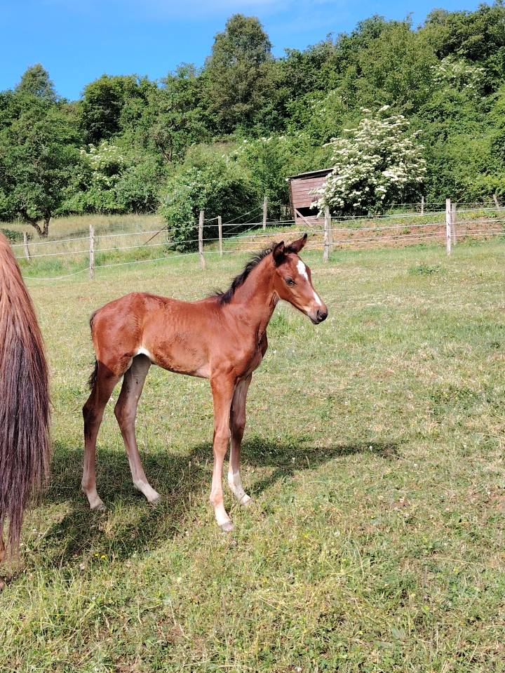 Pouliche sf très chic 