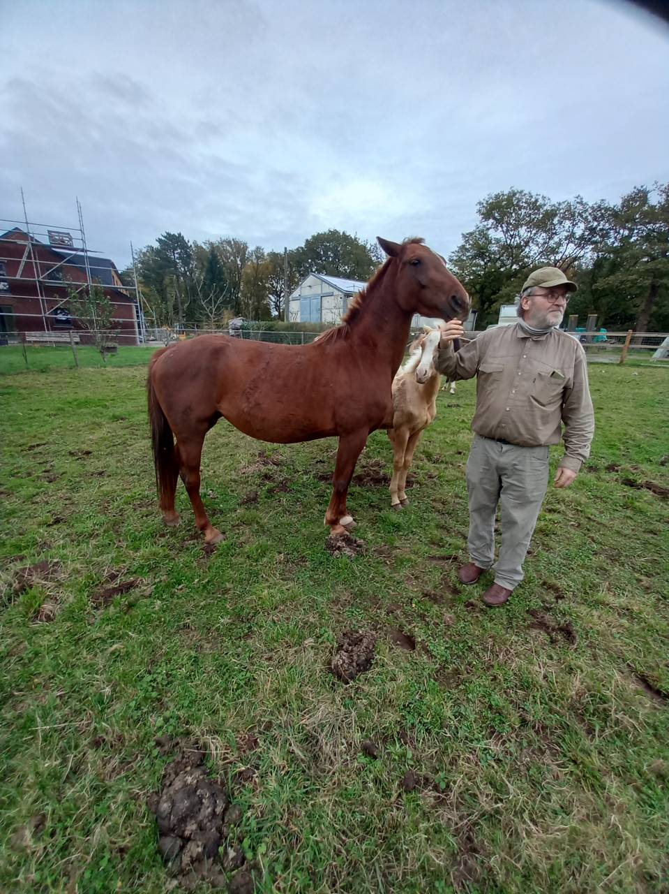Jument Alezane BAISSE DE PRIX!