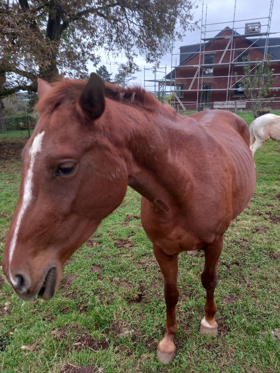 Jument Alezane BAISSE DE PRIX!