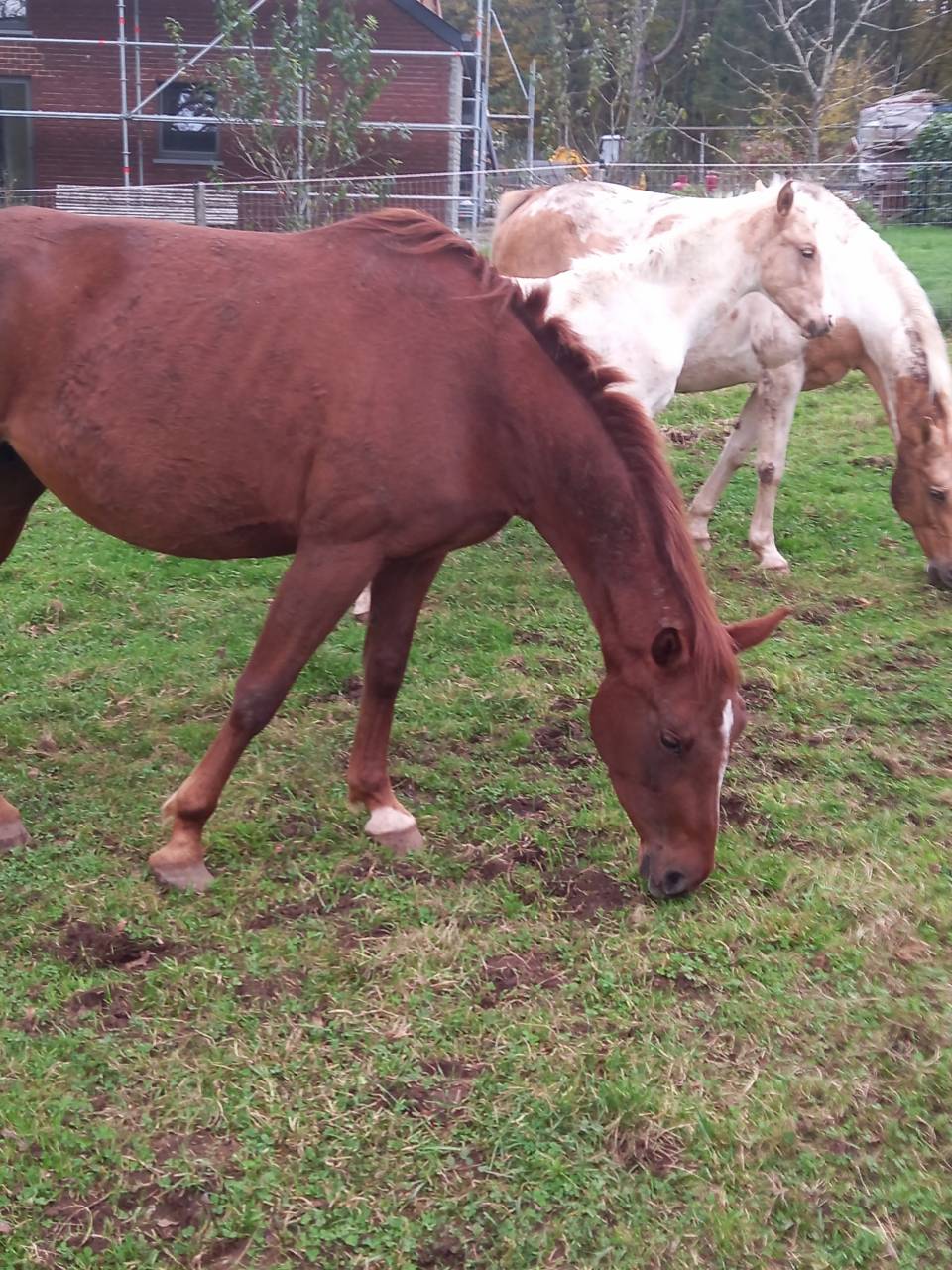 Jument Alezane BAISSE DE PRIX!