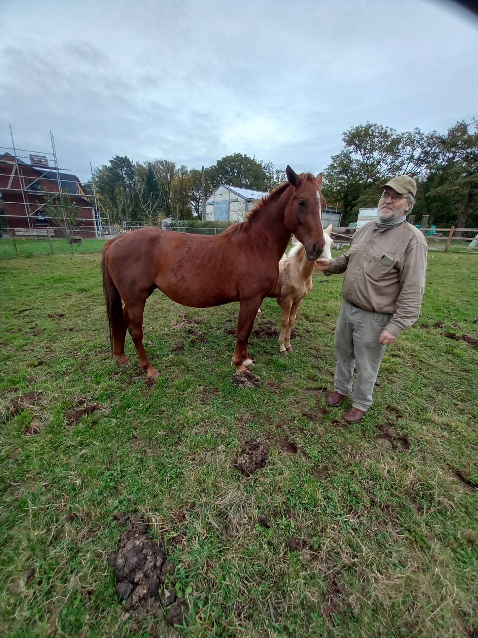 Jument Alezane BAISSE DE PRIX!