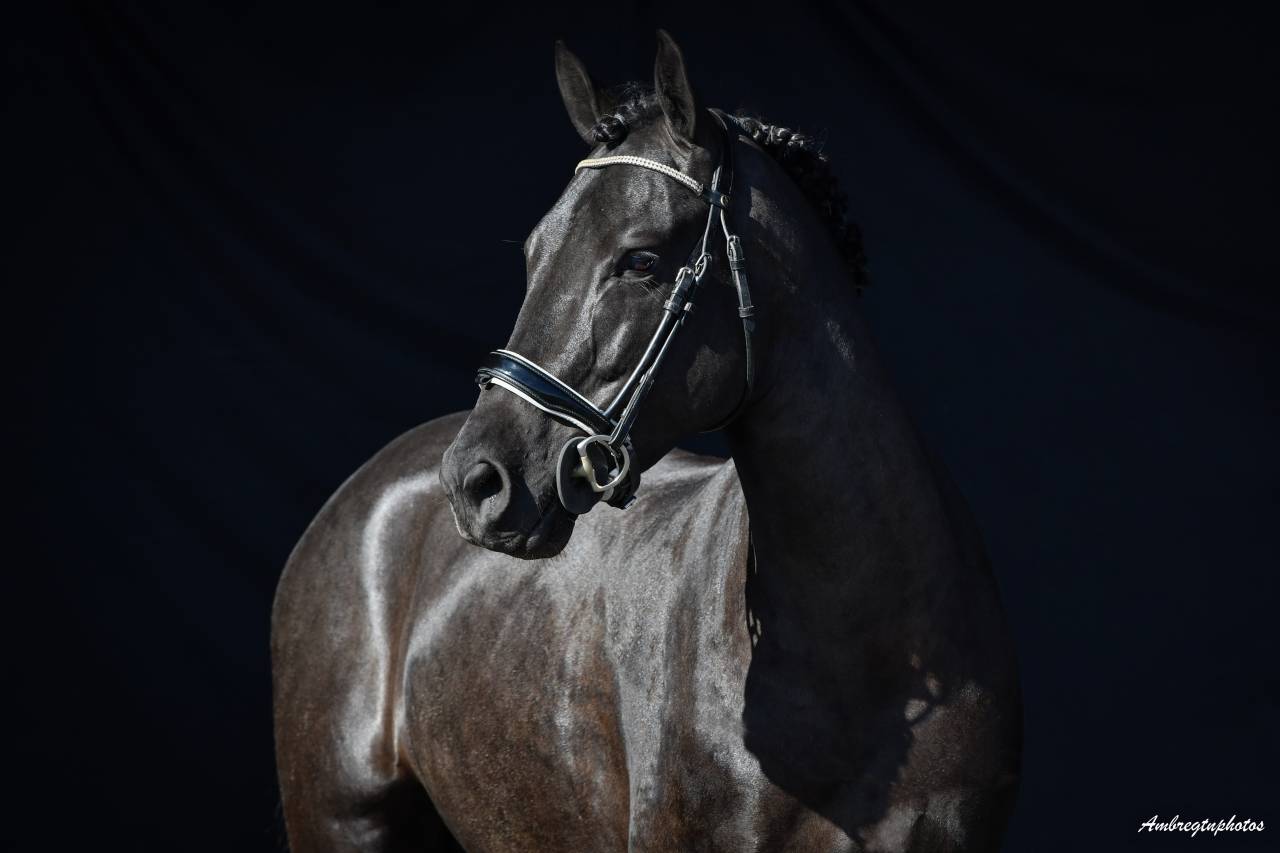 Meilleur New Forest de sa génération ! MERRIE MALACHIE