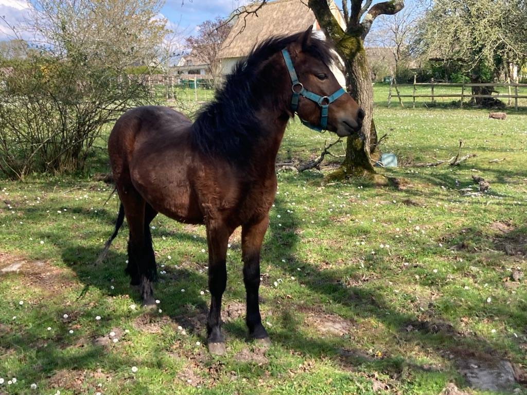 Poulain dartmoor 2 ans
