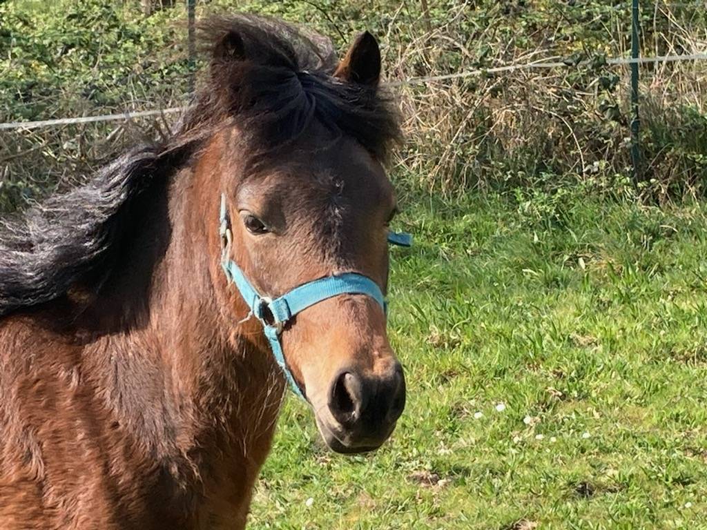 Poulain dartmoor 2 ans