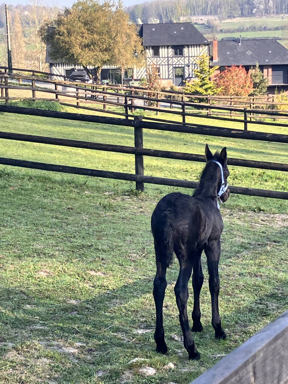 Pouliche Frisonne Pleins Papiers