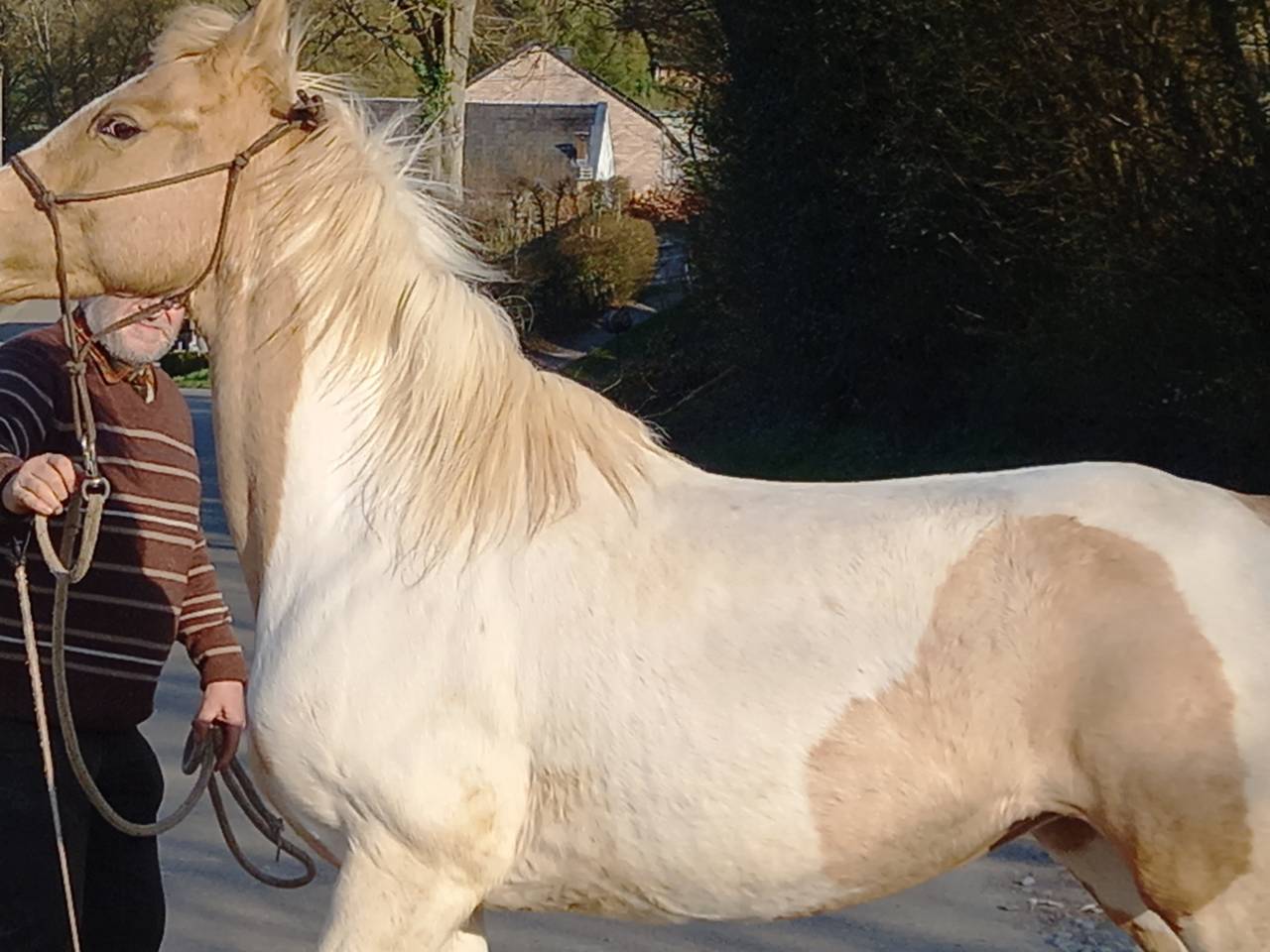 Jument  Pie Alzane clair Tobiano  BAISSE DE PRIX!!!