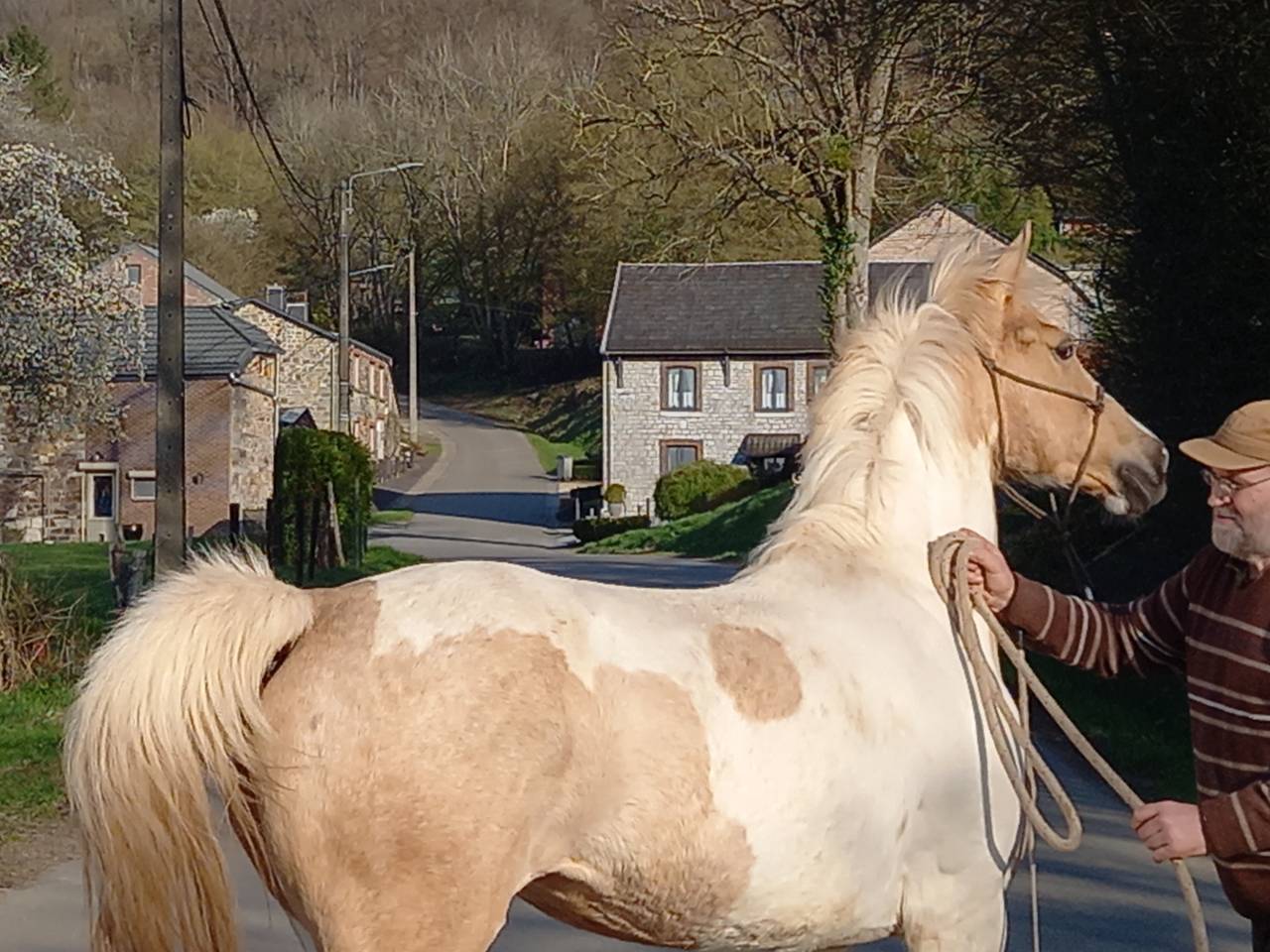 Jument  Pie Alzane clair Tobiano  BAISSE DE PRIX!!!