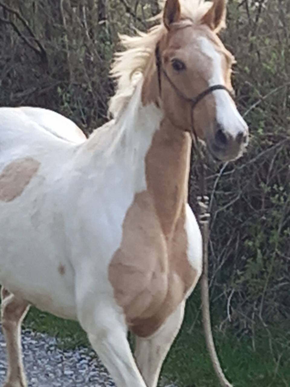 Jument  Pie Alzane clair Tobiano  BAISSE DE PRIX!!!