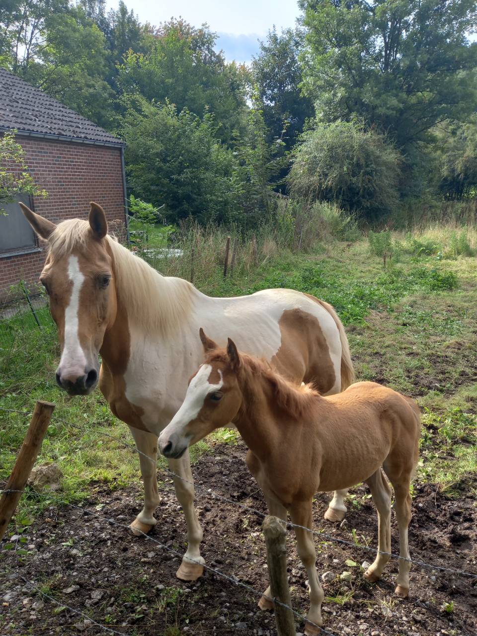 Jument  Pie Alzane clair Tobiano  BAISSE DE PRIX!!!