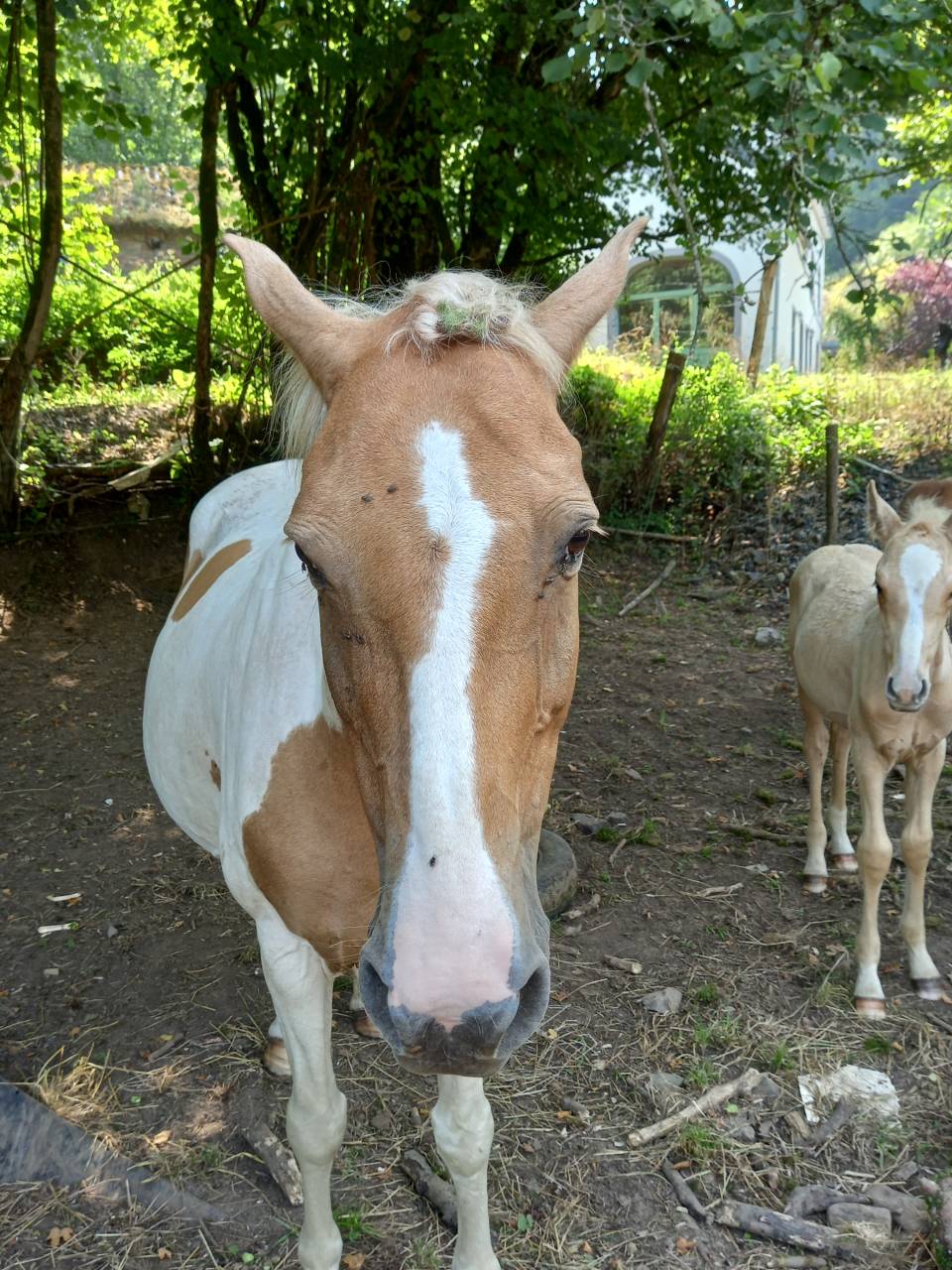Jument  Pie Alzane clair Tobiano  BAISSE DE PRIX!!!