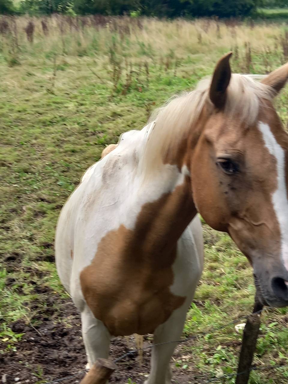 Jument  Pie Alzane clair Tobiano  BAISSE DE PRIX!!!
