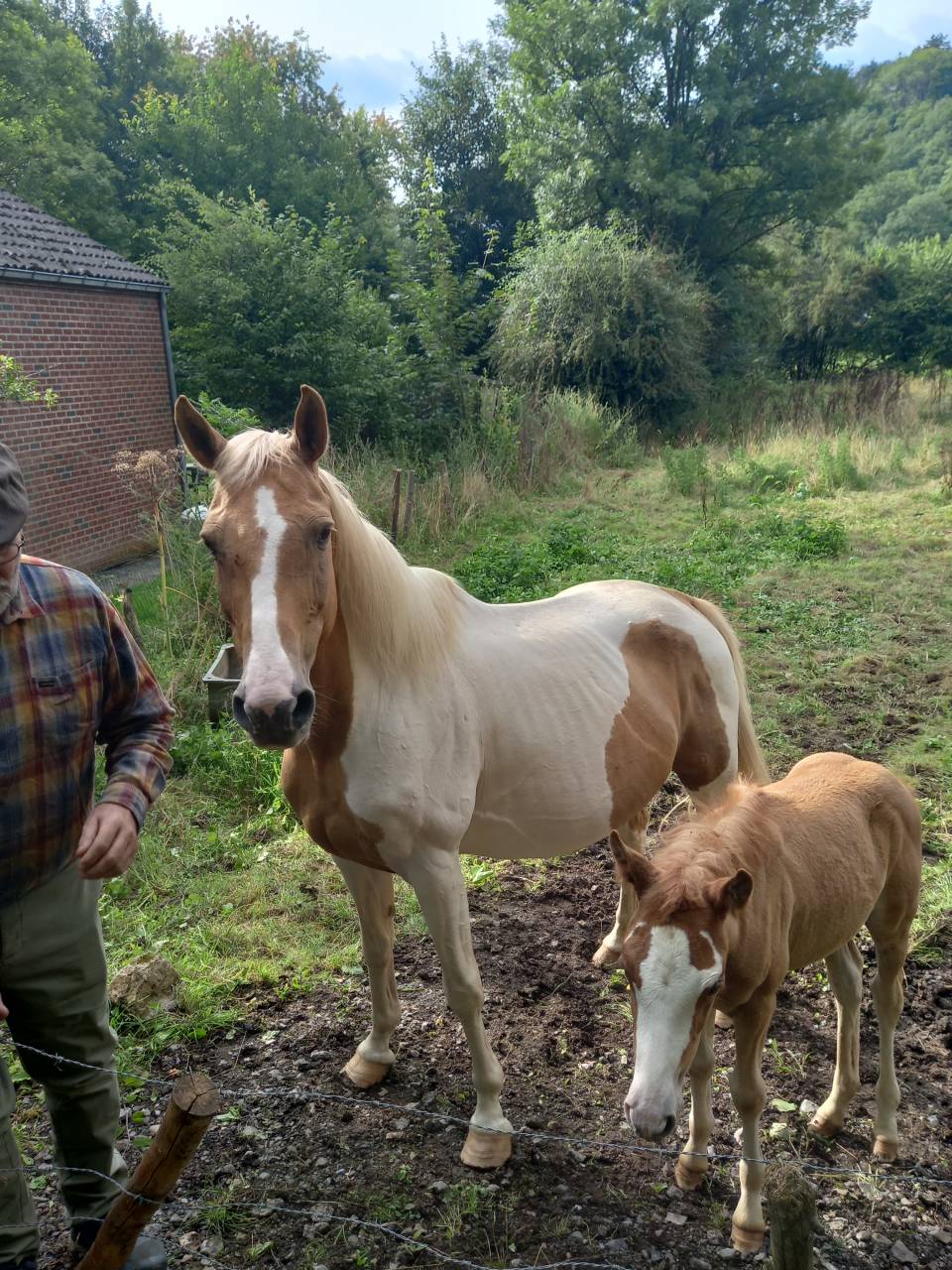 Jument  Pie Alzane clair Tobiano  BAISSE DE PRIX!!!