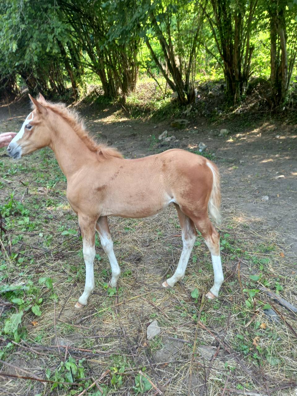 Jument  Pie Alzane clair Tobiano  BAISSE DE PRIX!!!