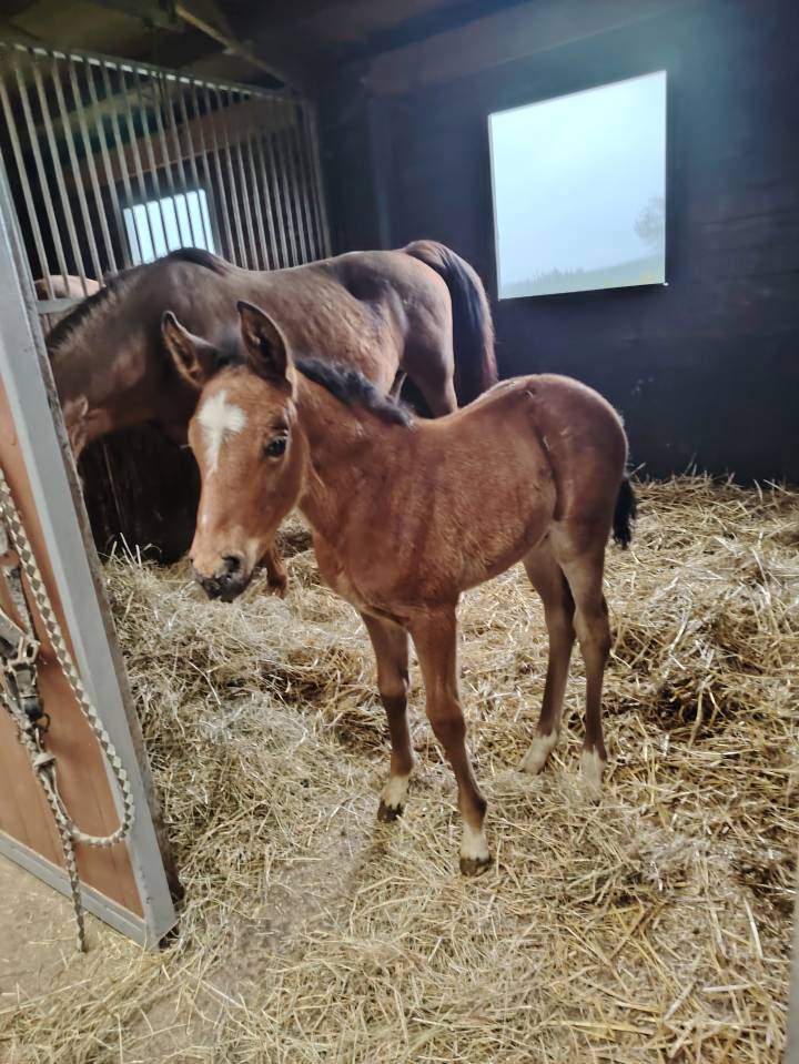 Très beau mâle pfs